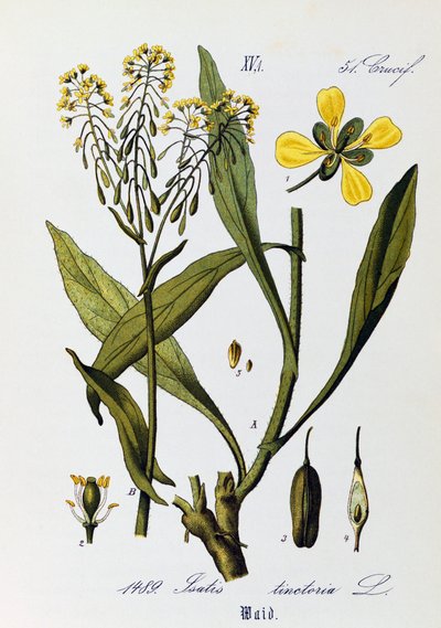 Leaves, fruits and flowers of Woad or Glastum (Isatis tinctoria), artwork from Flora of Germany, Austria and Switzerland by Otto Wilhelm Thome