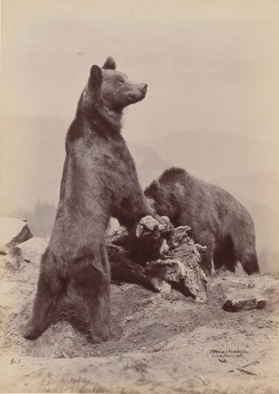 Two Bears, 1889 by Ottomar Anschütz