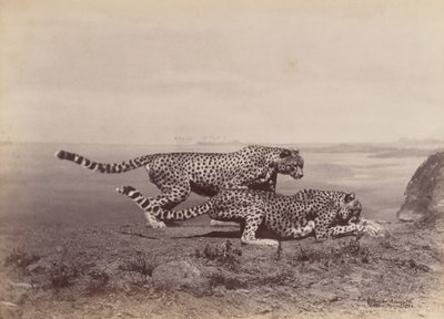 Two Cheetahs, 1888 by Ottomar Anschütz