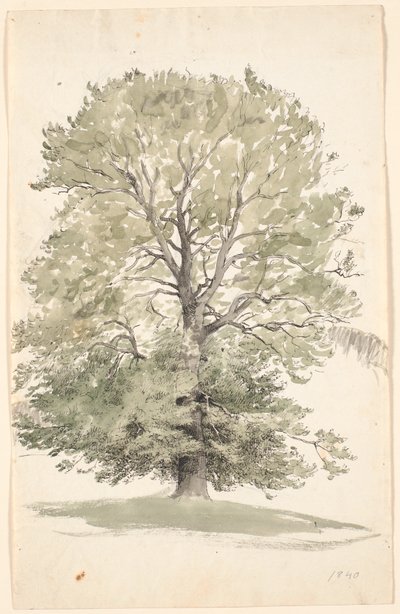 A Large Beech Tree with Green Foliage by P.C. Skovgaard