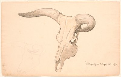 Skull of a Cow, in Three-Quarter Profile, the Left Horn Curved by P.C. Skovgaard