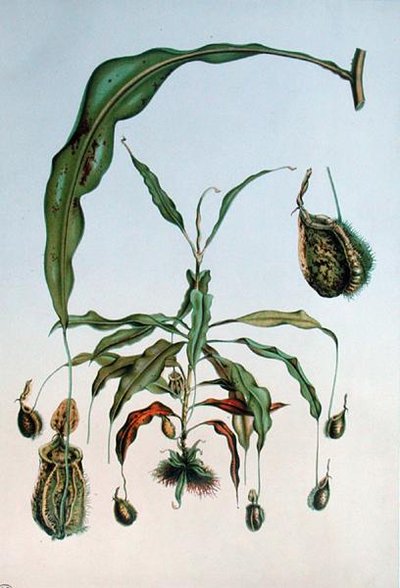 Nepenthes Hookeriana, Botanical Plate from 
