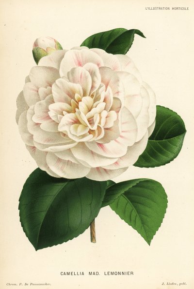 Camellia Hybrid, Madame Lemonnier, Camellia Japonica by P. De Pannemaeker