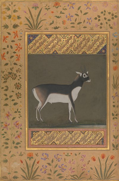 Black Buck, Folio from the Shah Jahan Album by Painting attributed to Manohar