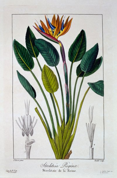 Bird of Paradise or Crane Flower by Panacre Bessa