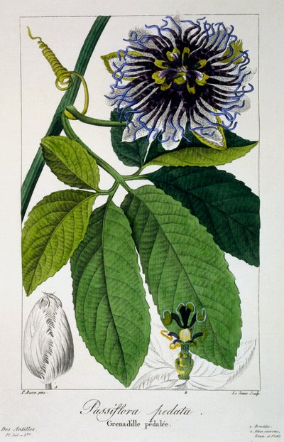 Passiflora Pedata or Passion Flower by Panacre Bessa