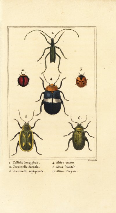 Callidium longipes, ladybirds, flea beetles by Pancrace (after) Bessa