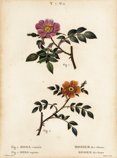 Dog rose and small-leaved sweet-briar by Pancrace (after) Bessa
