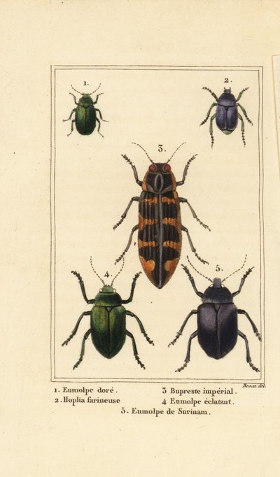 Dogbane beetle, Hoplia argentea, banksia jewel beetle, Eumolpus beetles by Pancrace (after) Bessa