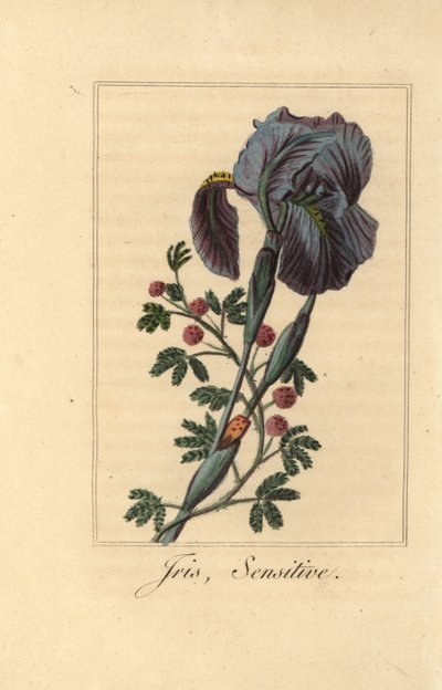 Iris, Iris gemanica, and sensitive plant, Mimosa pudica by Pancrace (after) Bessa