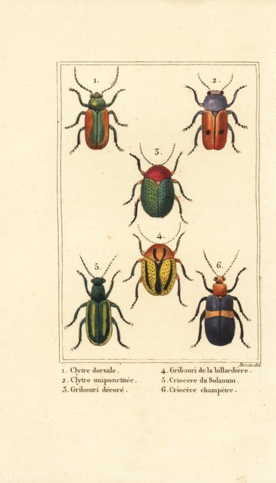 Leaf beetles: Smaragdina limbata, Clytra laeviuscula, Cryptocephalus beetles, Crioceris solani, and Chrysomela campestris by Pancrace (after) Bessa