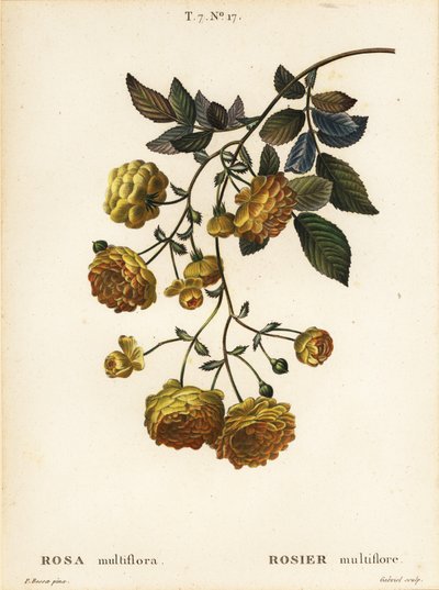 Multiflora rose or Japanese rose by Pancrace (after) Bessa