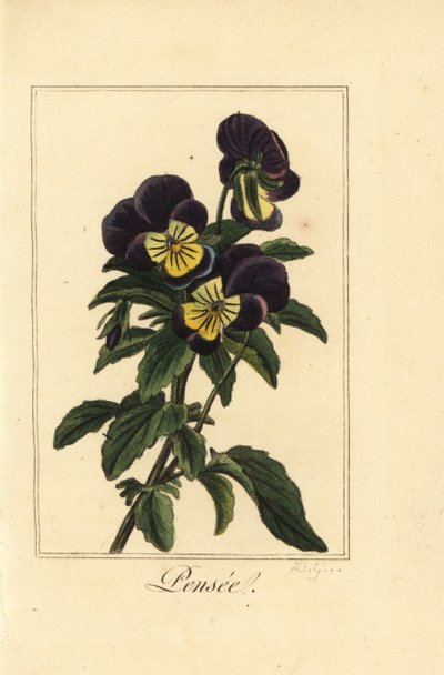 Pansy by Pancrace (after) Bessa