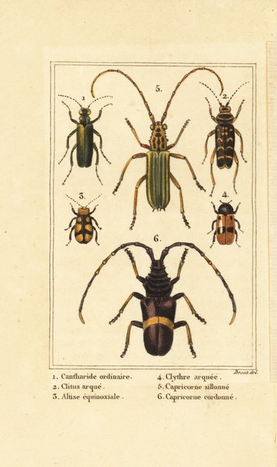 Spanish fly beetle and longhorn beetles by Pancrace (after) Bessa
