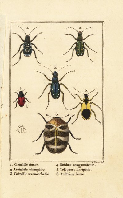 Tiger beetles and varied carpet beetle by Pancrace (after) Bessa
