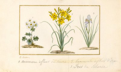 Anemone, Daylily and Iris by Pancrace Bessa