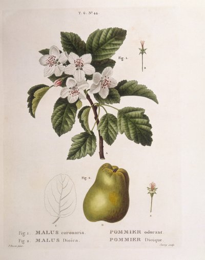 Crab apple (Malus coronaria) by Pancrace Bessa