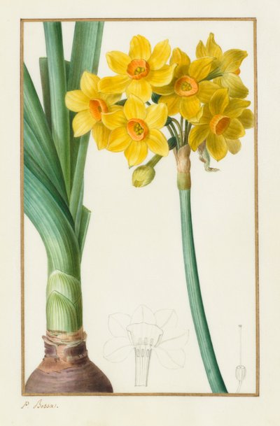 Polyanthus or Cluster Narcissus Botanical: Narcissus tazetta by Pancrace Bessa