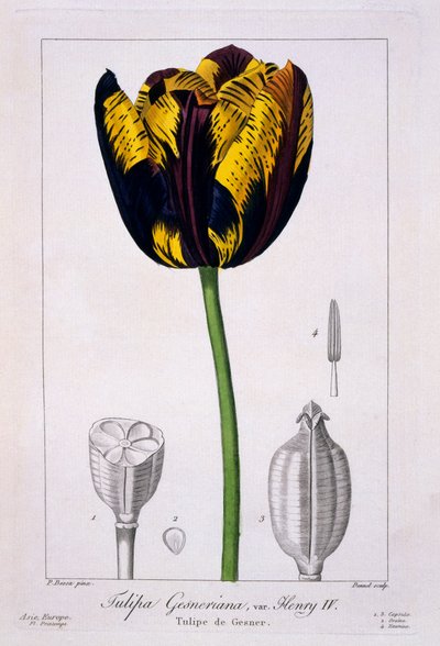 Tulip of King Henry IV, 1836 by Pancrace Bessa