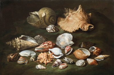 Still Life with Shells by Paolo Porpora