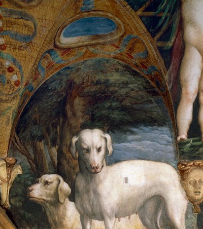 Pair of dogs (detail) by Parmigianino