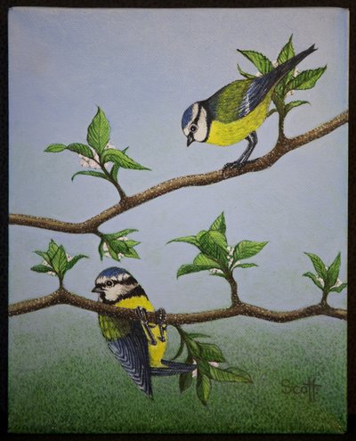 Bluetits by Pat Scott