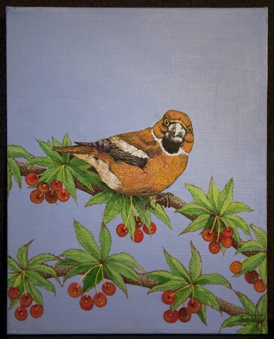 Hawfinch, 2016 by Pat Scott