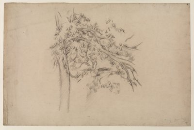 Study of a Tree (c.1885-87) by Paul Cézanne