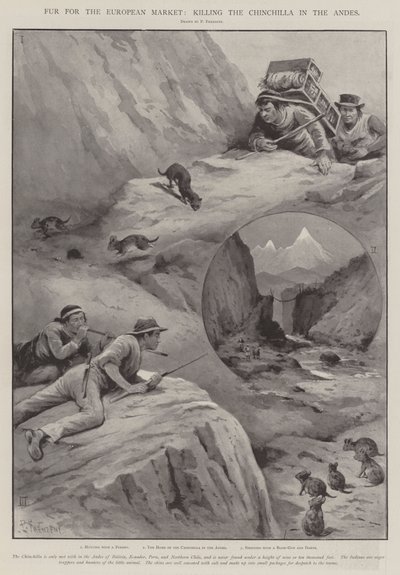 Fur for the European Market, killing the Chinchilla in the Andes by Paul Frenzeny