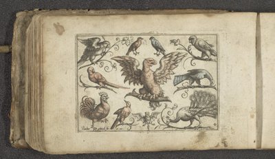 Bird of Prey, Nine Other Birds and a Bat by Paul Göttich