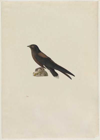 Needle-Tailed Swift (Hirundapus caudaculus) by Paul Huet