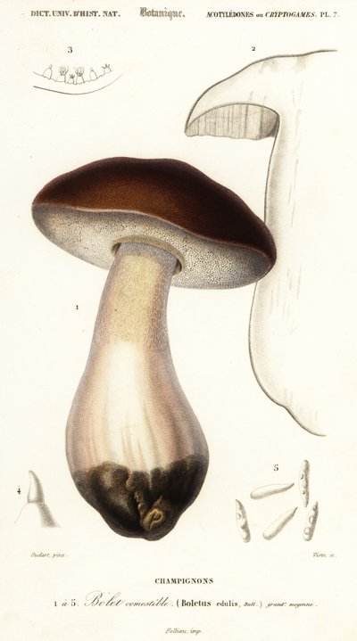 Cep, Penny Bun, Porcino or Porcini Mushroom, Boletus edulis (engraving) by Paul Louis Oudart