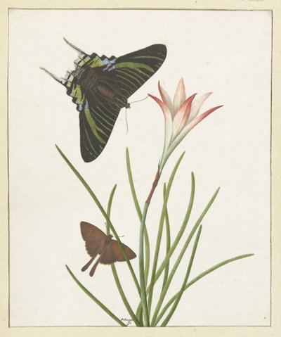 Two Butterflies by a Lily by Paulus Knogh