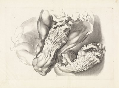 Anatomical Studies of Arms by Paulus Pontius