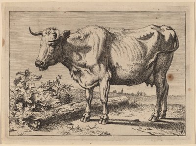 Standing Cow by Paulus Potter