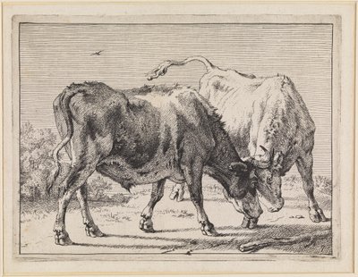 Two Fighting Oxen by Paulus Potter