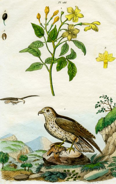Jasmine and Short-toed Eagle by Pedretti