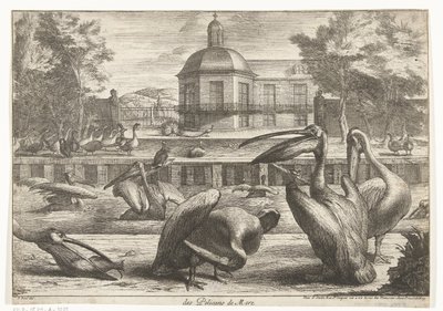 Pelicans (series: Birds from the Menagerie of Versailles) by Peeter Boel (attributed to)