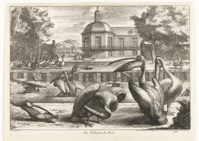 Pelicans (Birds from the Menagerie of Versailles) by Peeter Boel (attributed to)