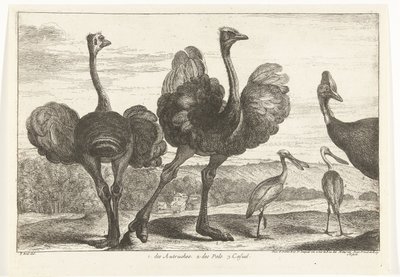 Ostriches, Cassowary, and Spoonbill by Peeter Boel (attributed to)