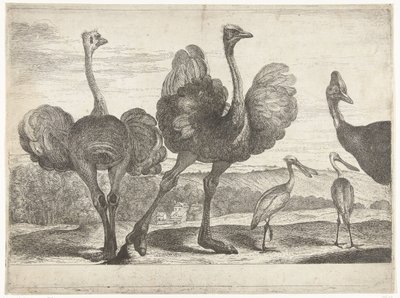 Ostriches, Cassowary, and Spoonbill Birds from the Menagerie of Versailles (series title) by Peeter Boel (attributed to)