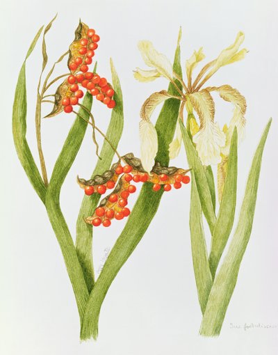 Iris Foetidissima by Peggy Wyatt