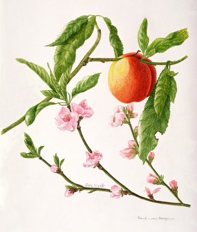 Peach var: Peregrine by Peggy Wyatt