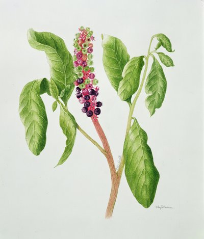 Phytolacca by Peggy Wyatt