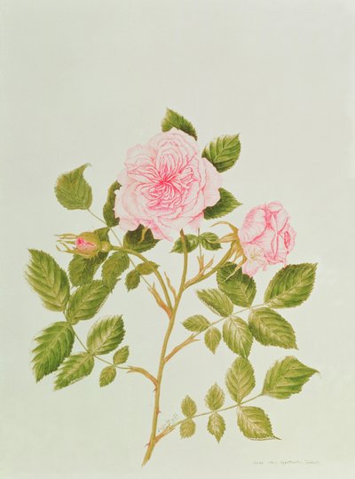 Rosa var: Gertrude Jekyll by Peggy Wyatt