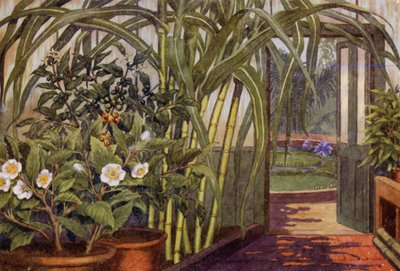 Sugar-Cane, Tea-Plant, and Coffee-Plant by Percy James Billinghurst