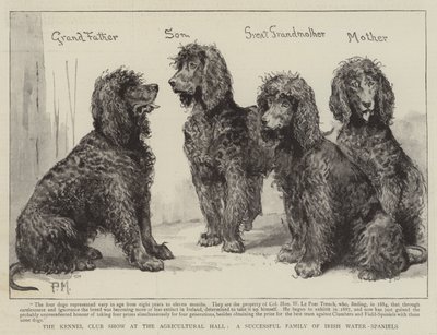 The Kennel Club Show at the Agricultural Hall, a Successful Family of Irish Water-Spaniels by Percy Macquoid