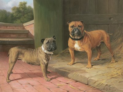 A Red Bulldog and Brindle Bulldog by a Barn by Percy Thomas Earl