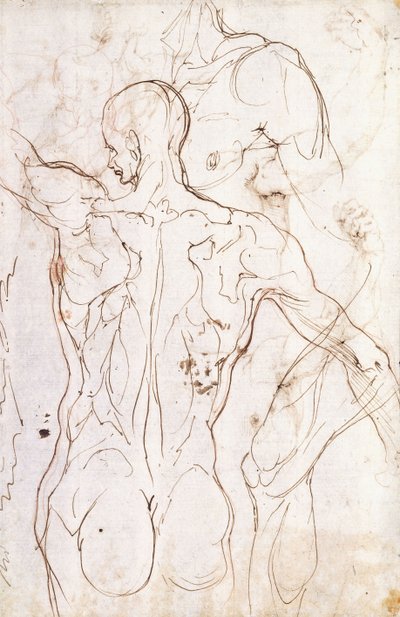 A Nude Seen from Behind, Looking to the Left, and Other Studies of his Left Shoulder and Right Leg by Perino del Vaga