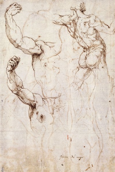 The Back of a Nude and Two Studies of a Raised Arm and Shoulder, Seen from the Front by Perino del Vaga